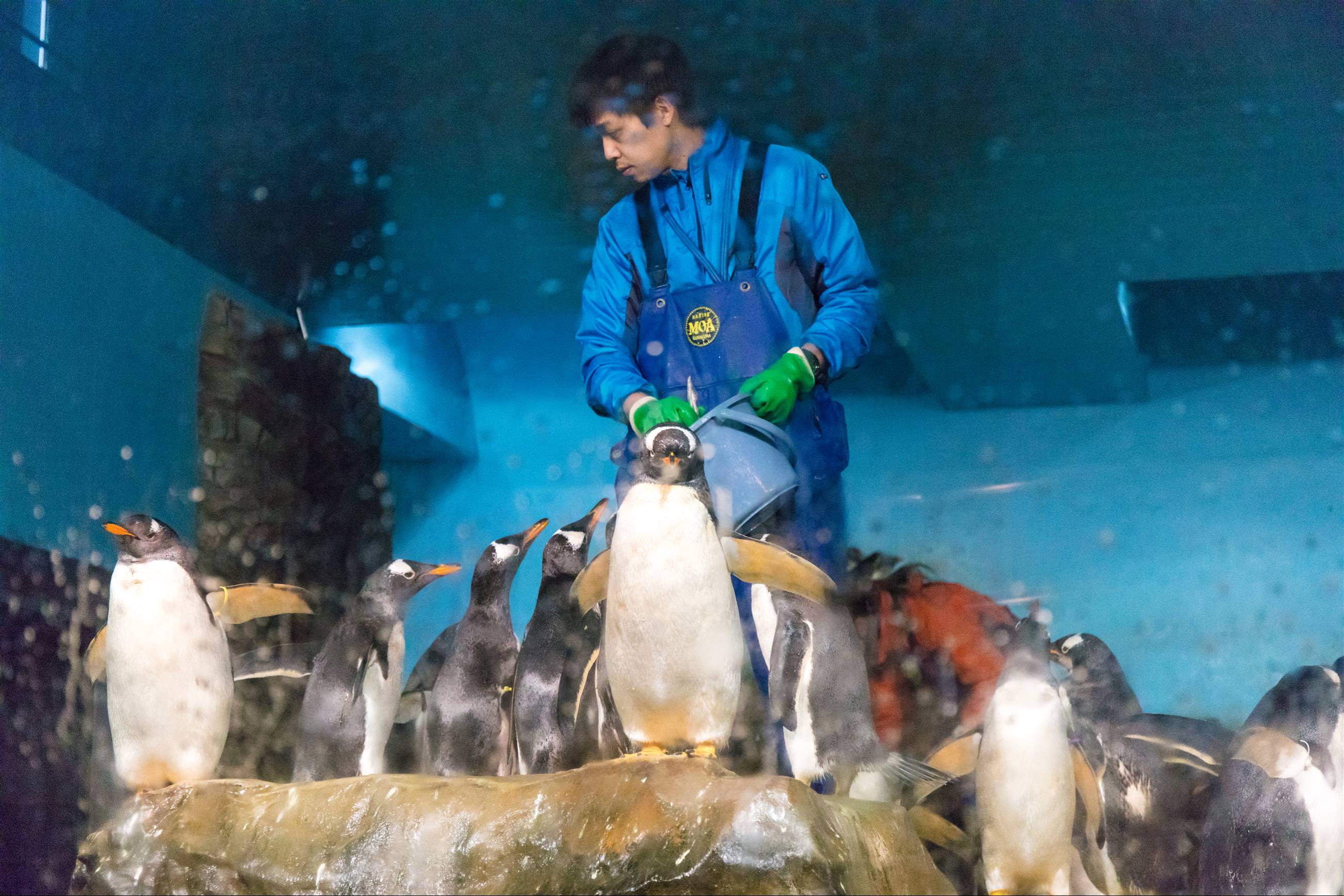 [秋田/男鹿] 男鹿水族館 GAO ，可愛北極熊與企鵝近距離觀看，數百種海洋生物齊聚一堂