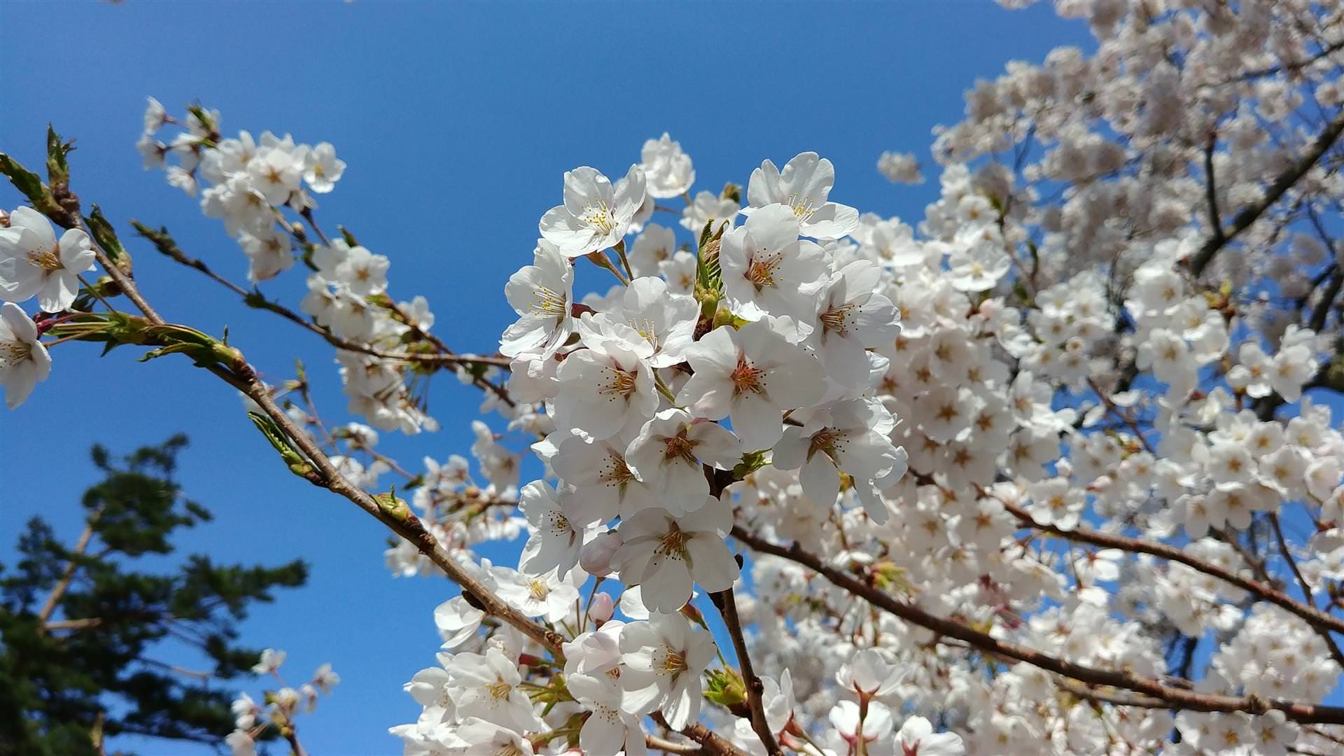 [用攝影68] 原來櫻花這麼拍才漂亮 ，拍攝櫻花的 3+1 個小秘訣
