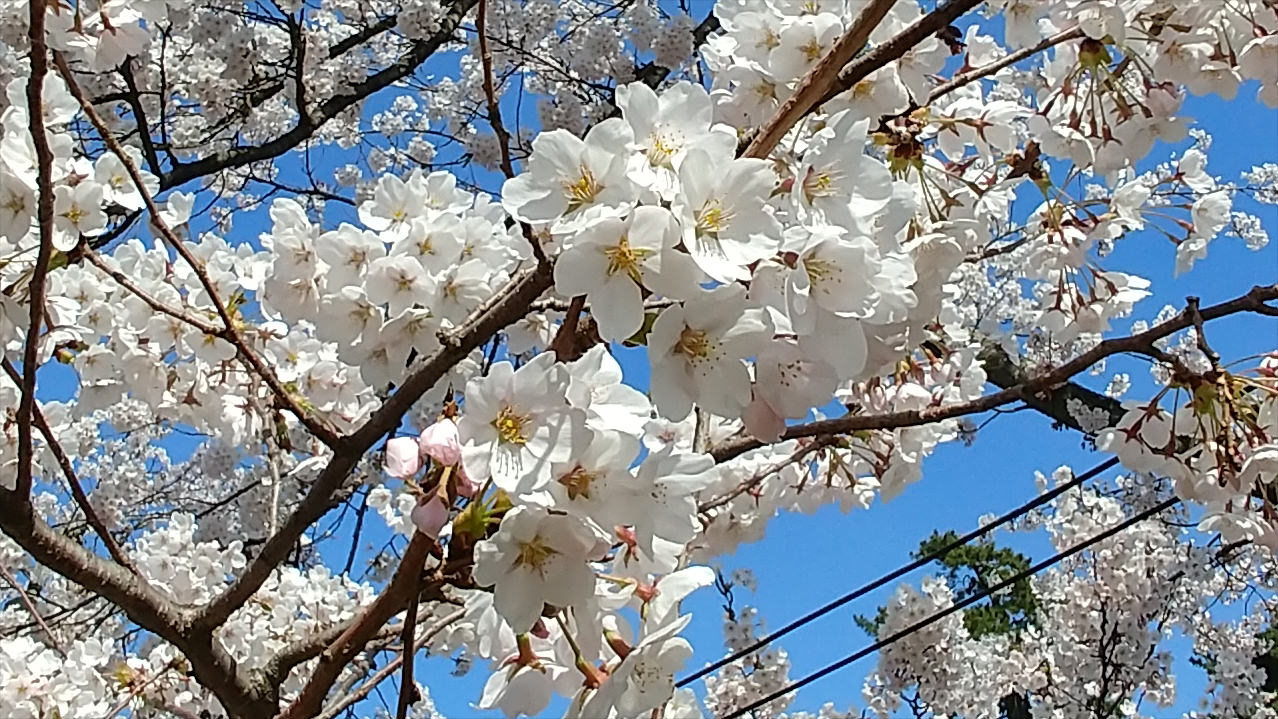 [用攝影68] 原來櫻花這麼拍才漂亮 ，拍攝櫻花的 3+1 個小秘訣