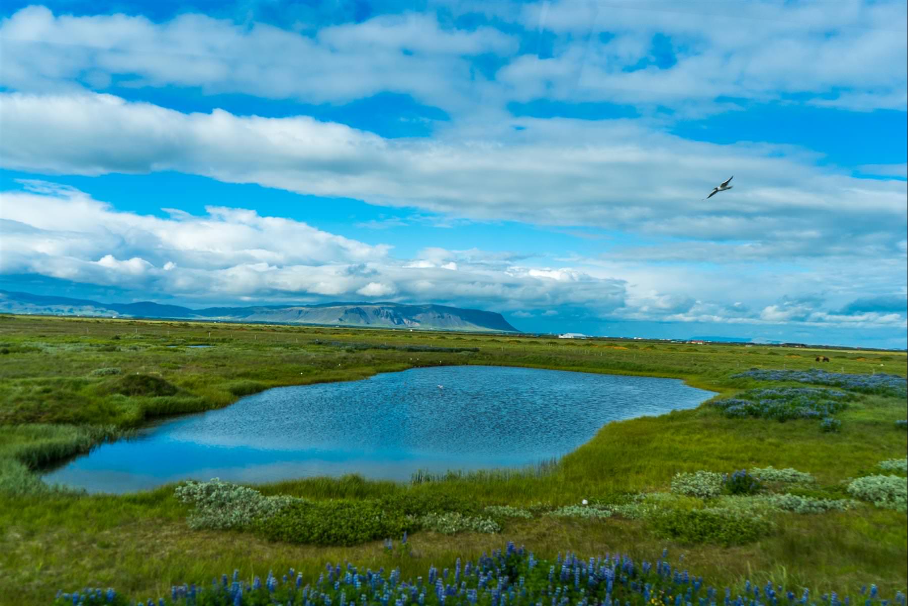 [巨大旅遊] 北歐五國 17 日旅程第 08 日 – 冰島雷克雅維克、藍湖 BLUE LAGOON