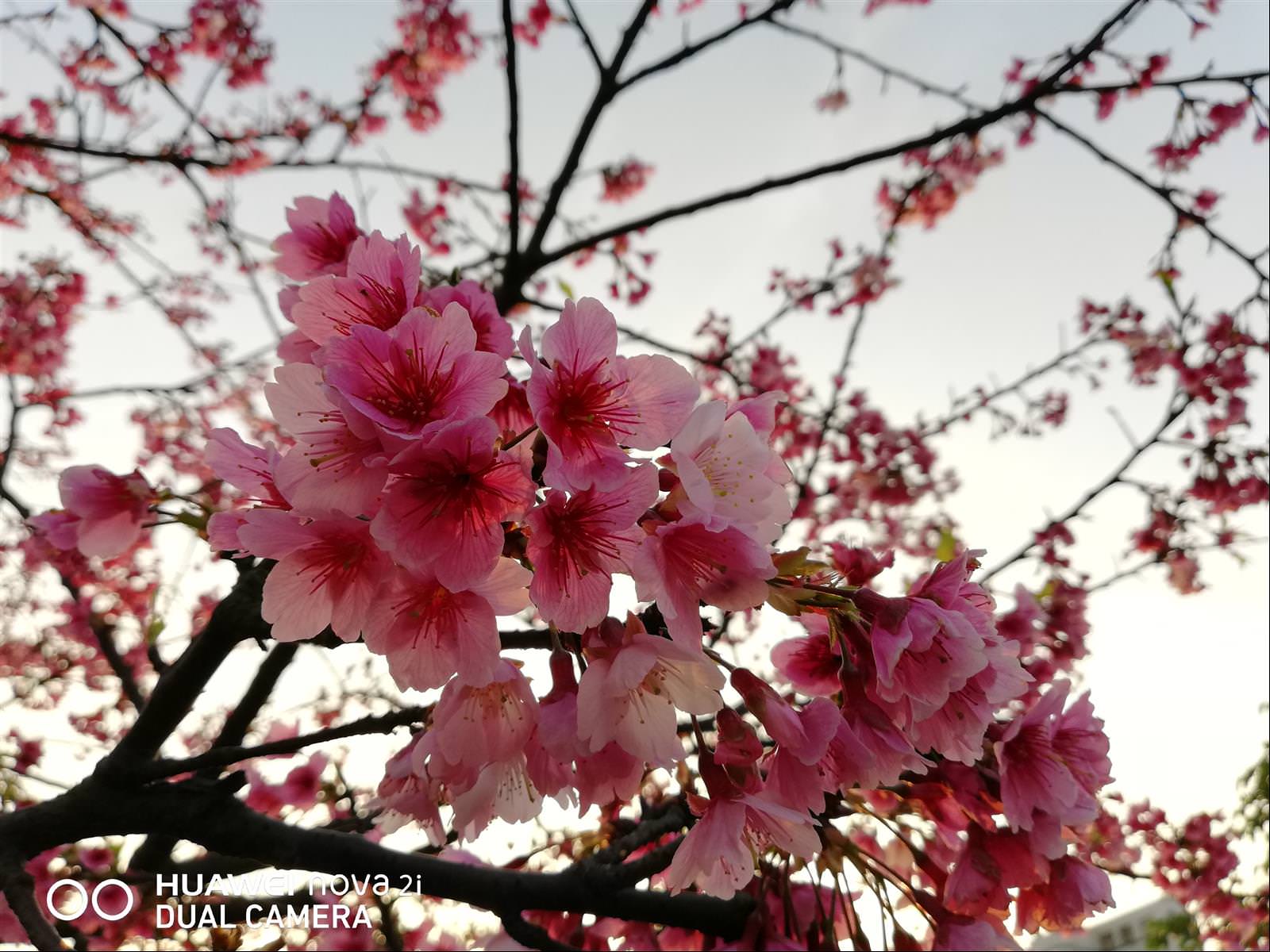 [用攝影87] 手機拍櫻花 實用技巧，用手機也能拍出漂亮的櫻花照片作品