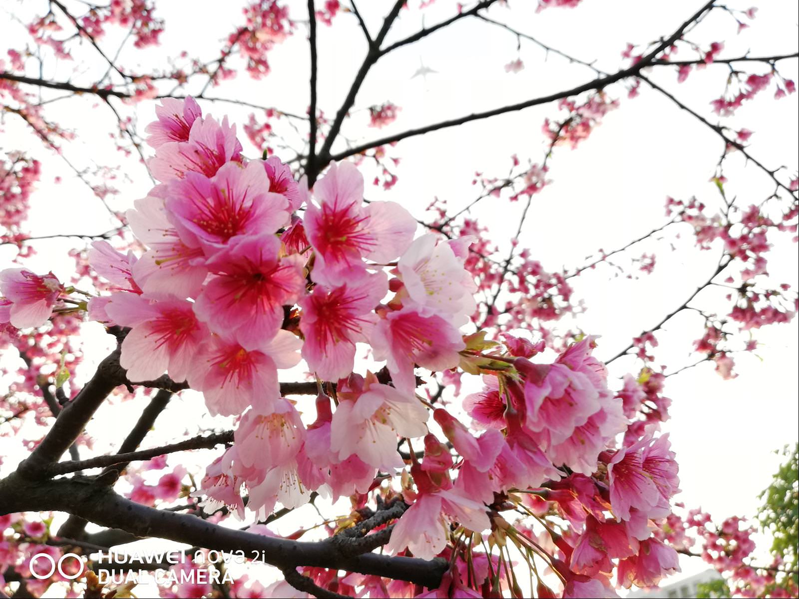 [用攝影87] 手機拍櫻花 實用技巧，用手機也能拍出漂亮的櫻花照片作品