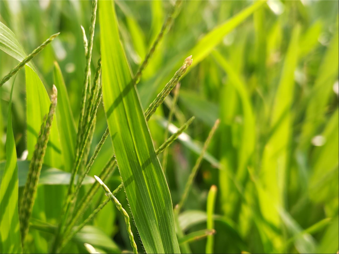 [3C 開箱] Sharp AQUOS R9 拍照評測，LEICA 認證雙鏡頭 5000 萬像素，AI 消除陰影更聰明