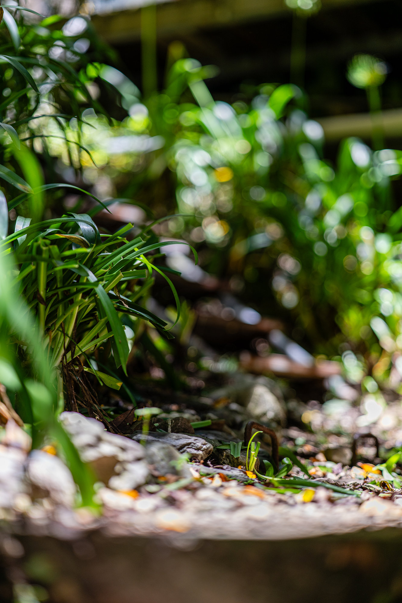 [比攝影136] Kase AF 85mm F1.4 大光圈自動對焦人像鏡