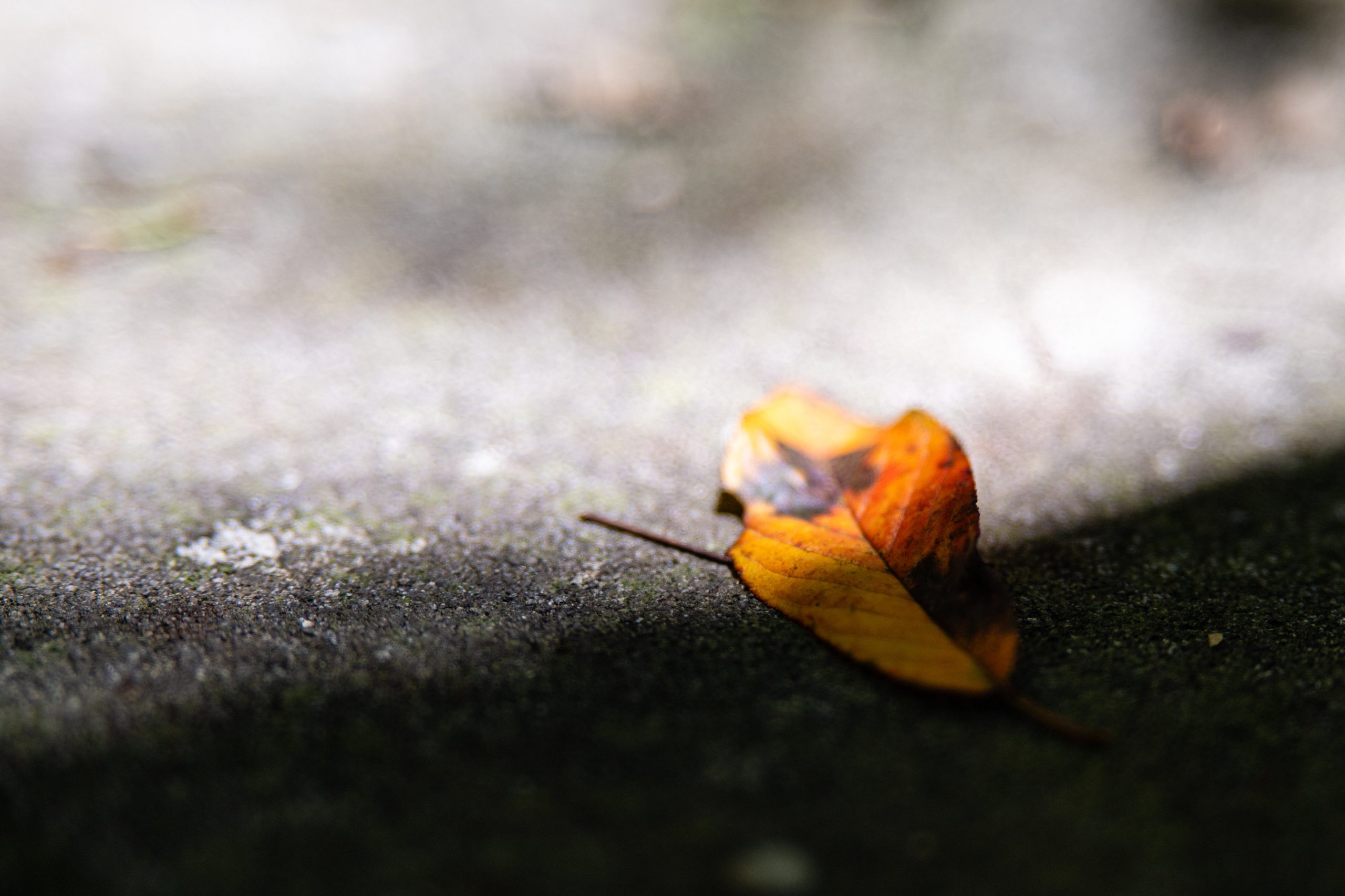 [比攝影136] Kase AF 85mm F1.4 大光圈自動對焦人像鏡