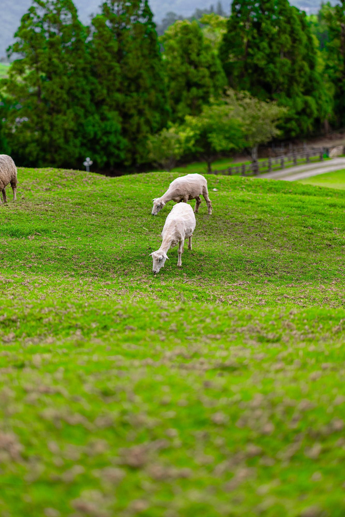 [比攝影136] Kase AF 85mm F1.4 大光圈自動對焦人像鏡