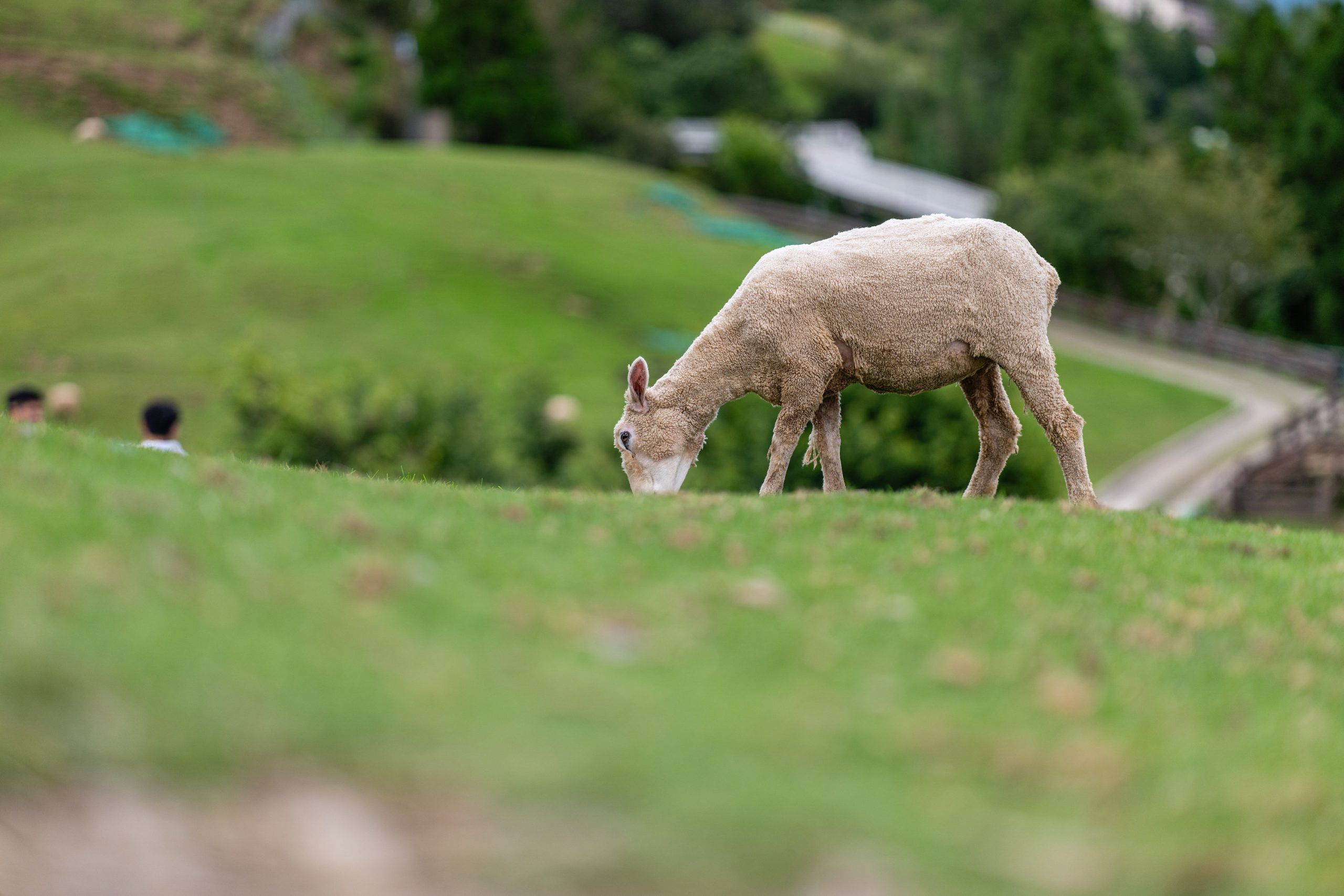 [比攝影136] Kase AF 85mm F1.4 大光圈自動對焦人像鏡