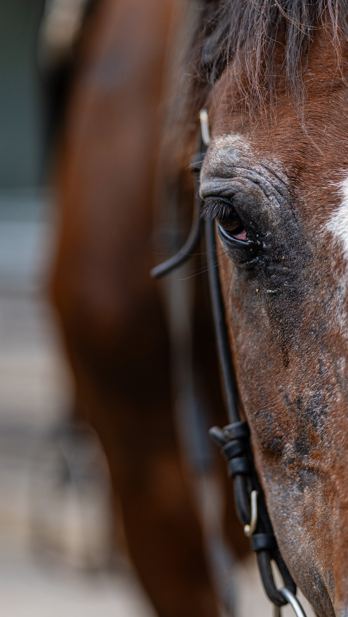 [比攝影136] Kase AF 85mm F1.4 大光圈自動對焦人像鏡