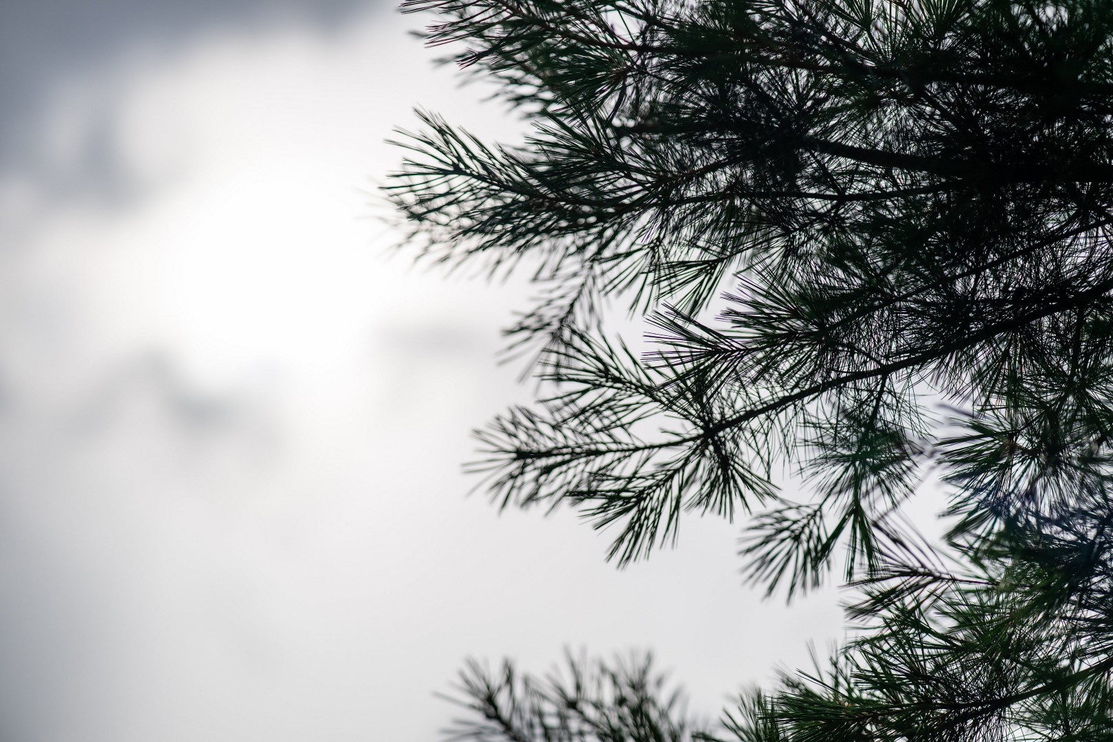 [比攝影136] Kase AF 85mm F1.4 大光圈自動對焦人像鏡